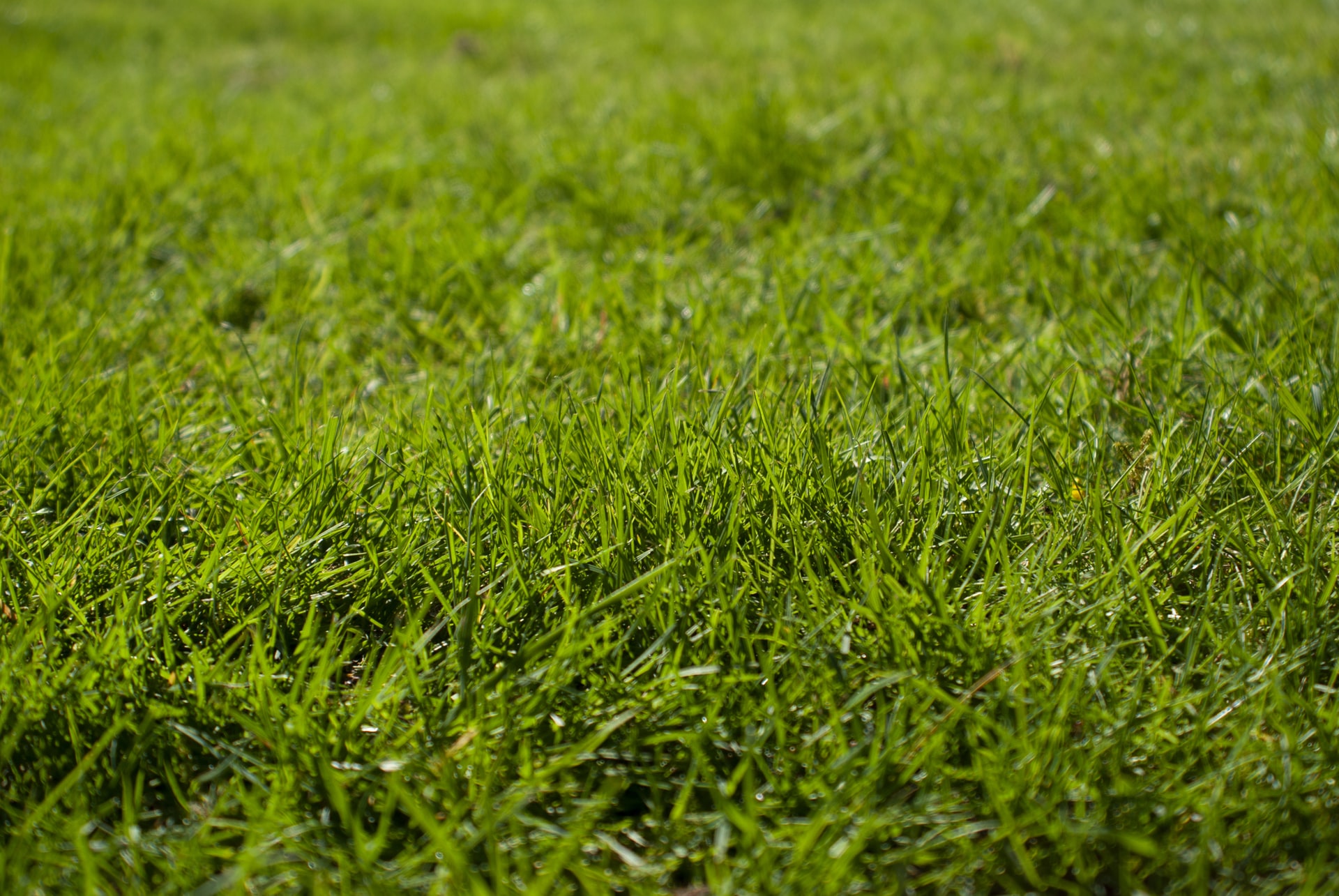 Natural Crabgrass Killers: Simple Ideas and Tips - Ecomasteryproject